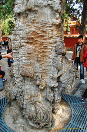 Ancient cypress tree in the Imperial Garden