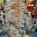 Ancient cypress tree in the Imperial Garden