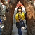 Two cypress trees form an arch