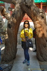 Two cypress trees form an arch