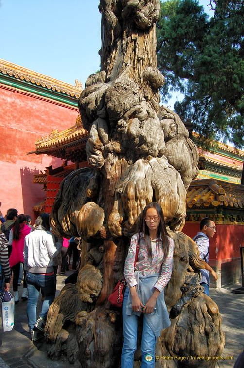 Centuries-old cypress tree