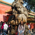 Centuries-old cypress tree