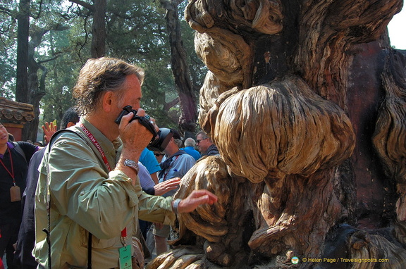 Cypress tree with unusual trunk