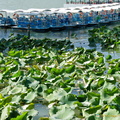 Boat hires on Kunming Lake