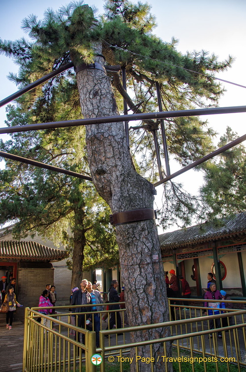 Centuries-old pine tree