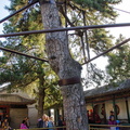 Centuries-old pine tree