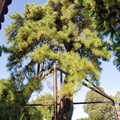 Centuries-old pine tree