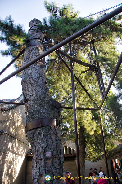 Centuries-old pine tree