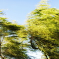 Windy at the Summer Palace