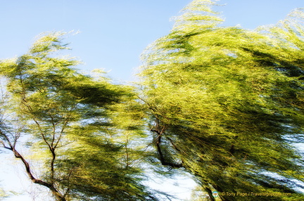 Windy at the Summer Palace