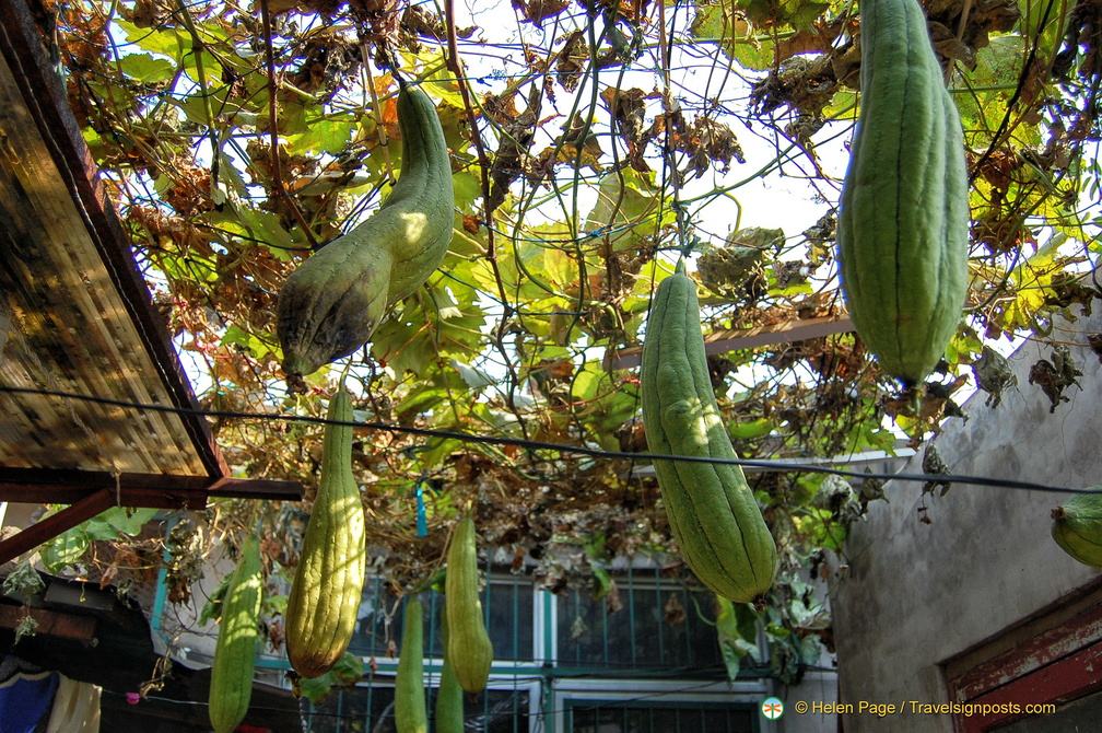 Bitter gourds in a courtyard house