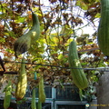 Bitter gourds in a courtyard house