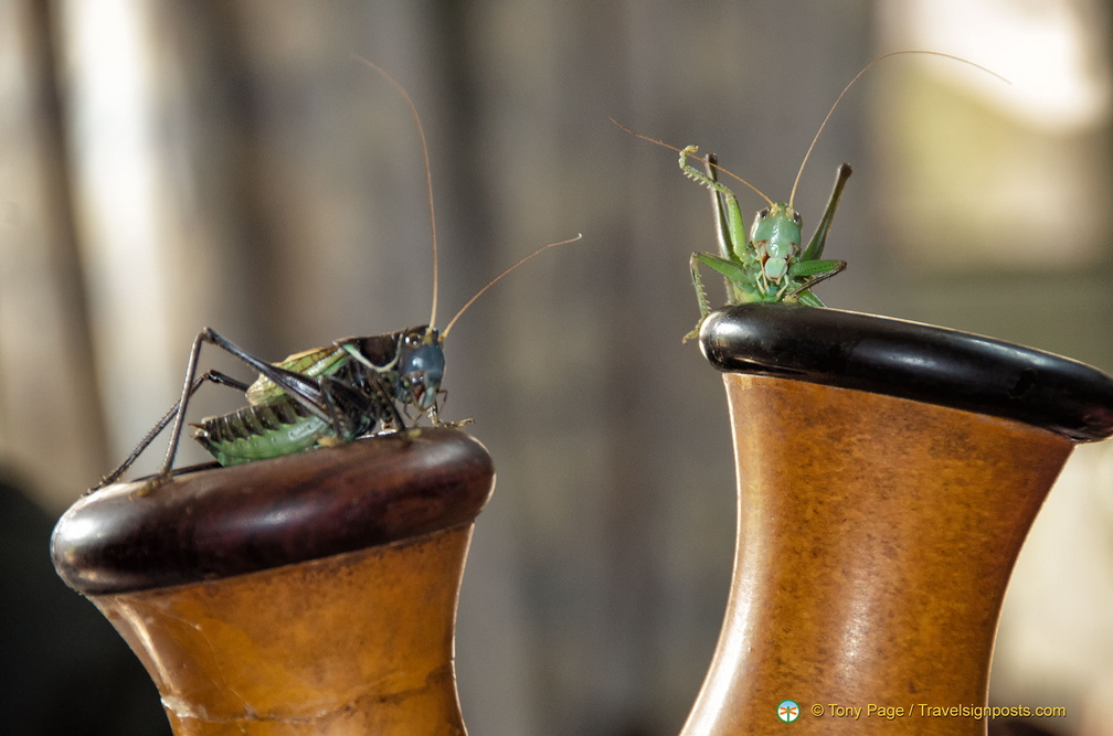 Mr. Liu's Crickets 