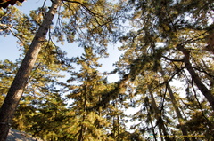 Chengde Mountain Resort Pine Trees