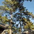 Chengde Mountain Resort Gardens