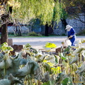 Mountain Resort - Gardener at Work