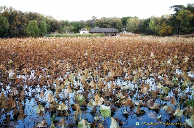 Chengde Mountain Resort - Dried Lotus Plants