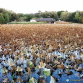 Chengde Mountain Resort - Dried Lotus Plants