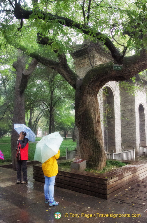 Viewing the Pagoda Tree