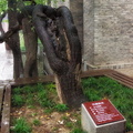 xian-small-wild-goose-pagoda-AJP4821.jpg