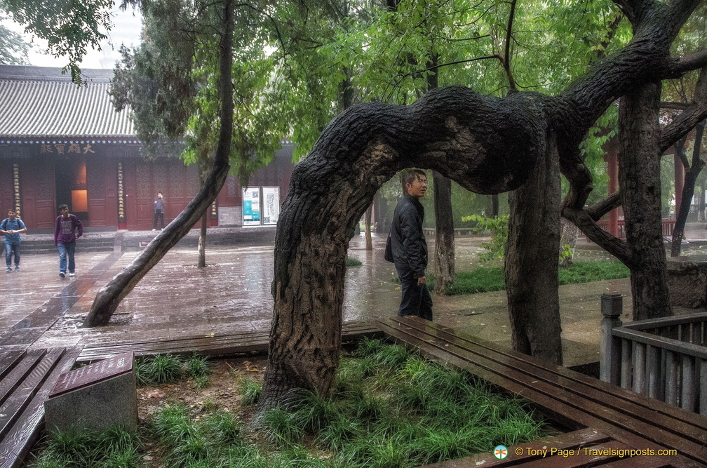 Rare Pagoda Tree