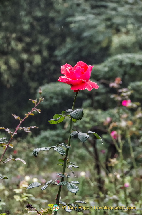 Small Wild Goose Pagoda Garden