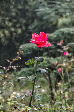 Small Wild Goose Pagoda Garden