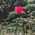 Small Wild Goose Pagoda Garden