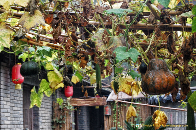 Gourd vine