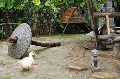 Garden area for the ducks