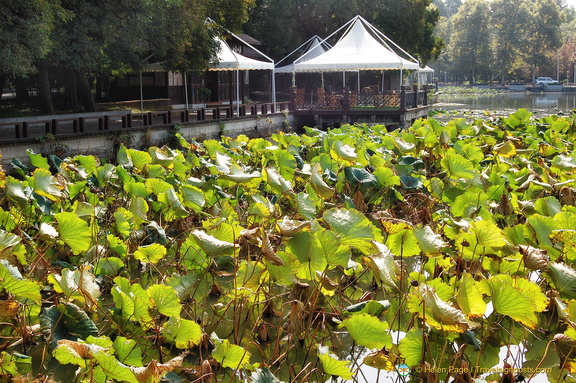 East Lake Lotus Pond