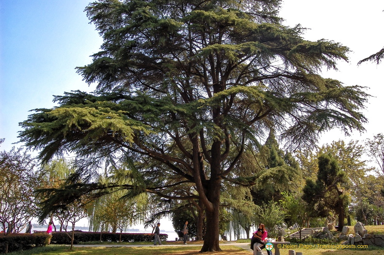 An Ancient Tree in East Lake