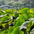 Bright lotus leaves