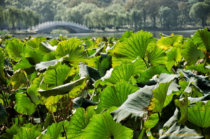 Bright lotus leaves