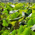 East Lake Lotus Pond