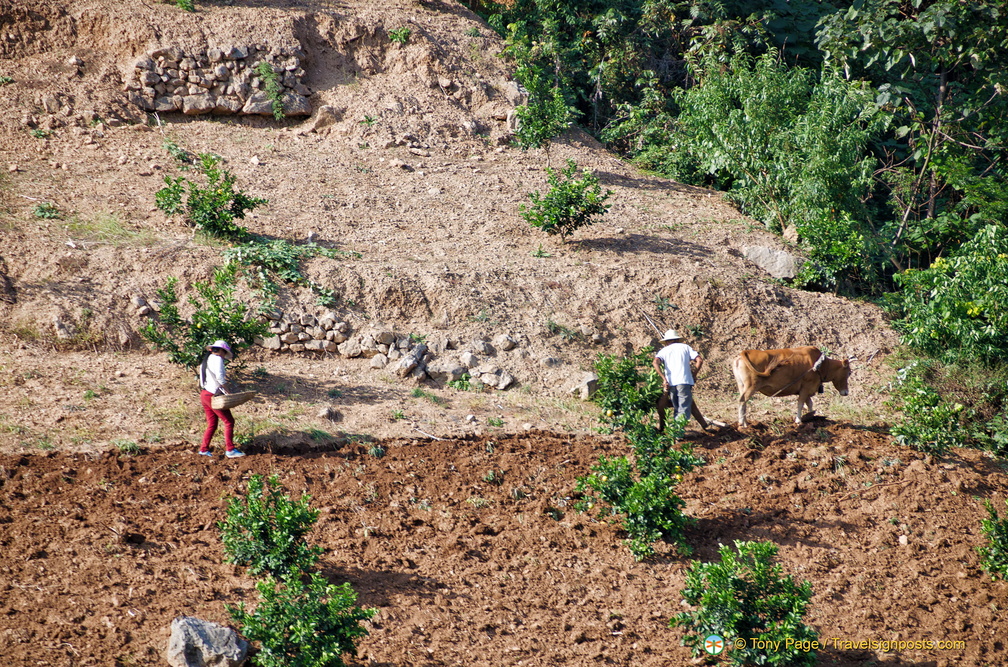 Farming Along the Yangtze River