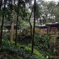 chengdu-mount-qingcheng-AJP5757.jpg