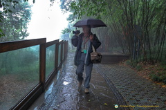 Tony videoing the Chengdu Panda Center