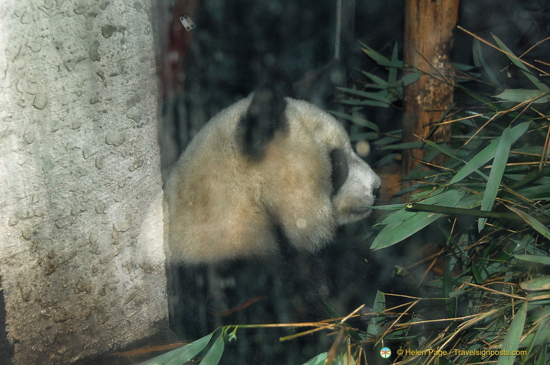 Our First Panda Sighting