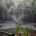 Lush Bamboo Gardens