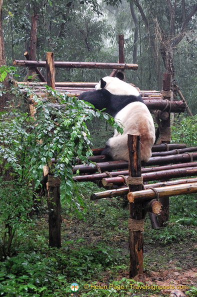 chengdu-panda-breeding-DSC6466.jpg