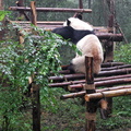 Giant Panda Refuses to Show His Face