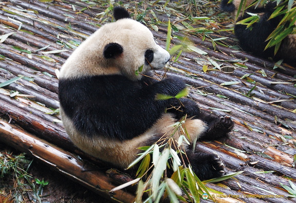 Close-up of a Little Panda