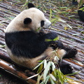 chengdu-panda-breeding-DSC6473.jpg