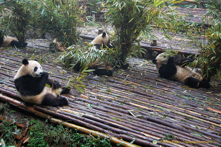Panda Cubs Feeding on Bamboo