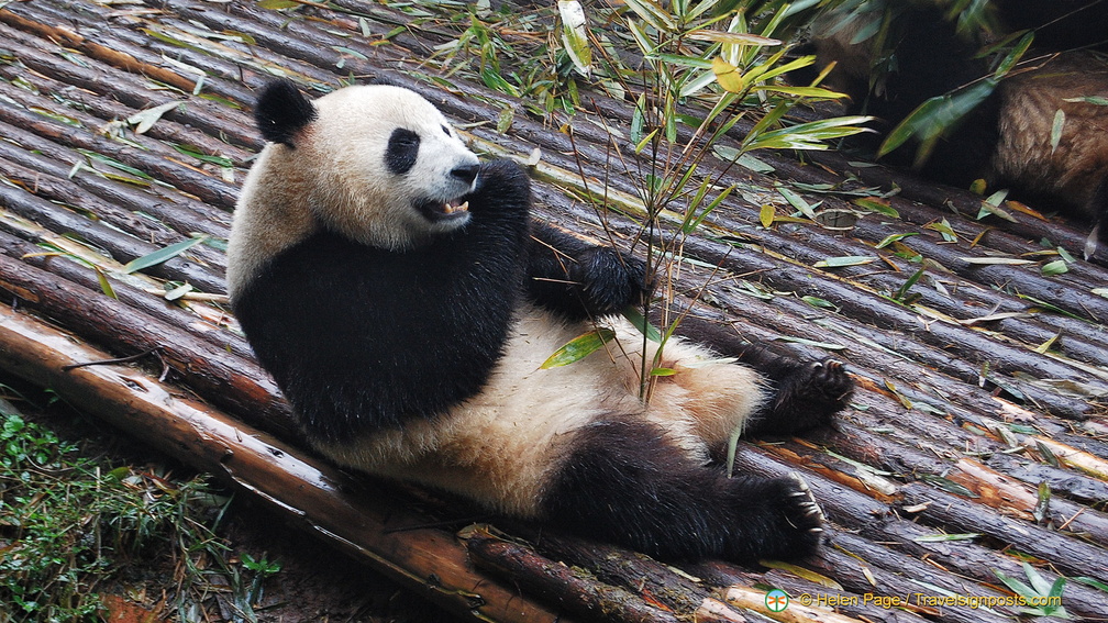 Panda Cub Feeding