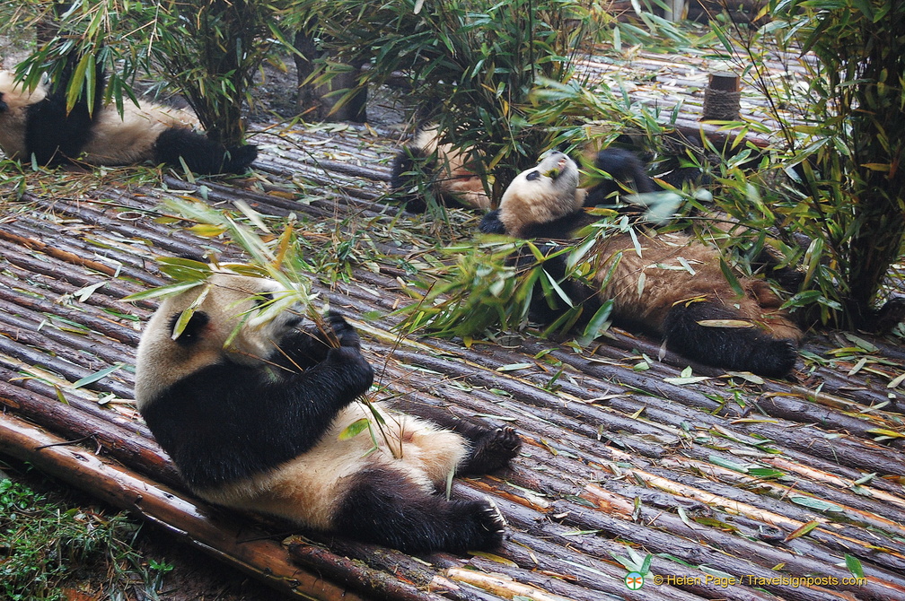 Giant Panda Cubs Feeding