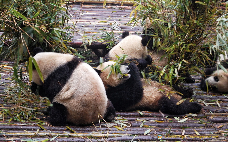 Young Giant Pandas Feeding on Bamboo