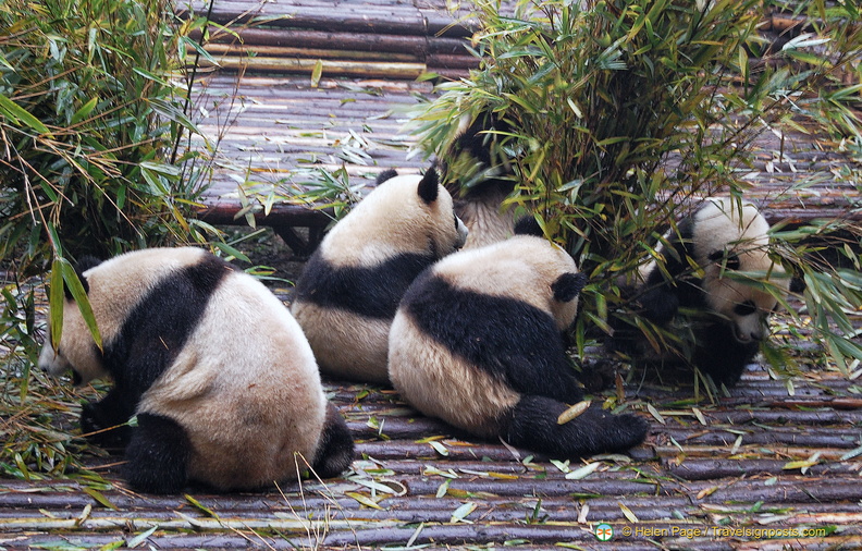 Baby Pandas Feasting on Bamboo