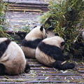 Baby Pandas Feasting on Bamboo